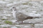 Collared Dove