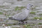 Collared Dove