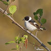 Collared Flycatcher