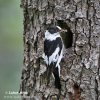 Collared Flycatcher