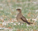 Collared Pratincole