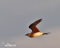 Collared Pratincole