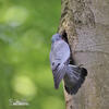 Columba oenas