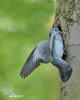 Columba oenas