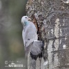 Columba oenas