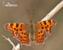 Comma Butterfly