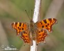 Comma Butterfly