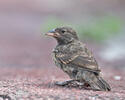 Common Cactus-Finch