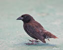 Common Cactus-Finch