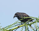 Common Cactus-Finch