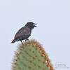 Common Cactus-Finch