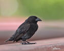 Common Cactus-Finch