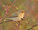 Common Chiffchaff