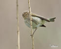 Common Chiffchaff