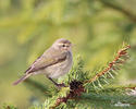 Common Chiffchaff