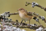 Common Chiffchaff