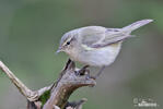 Common Chiffchaff