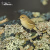 Common Chiffchaff