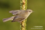 Common Chiffchaff