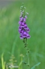 Common Foxglove