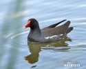 Common Gallinule