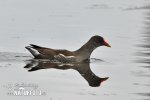 Common Gallinule