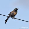 Common Grackle