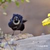 Common Grackle