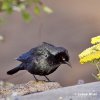 Common Grackle