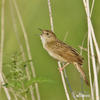 Common Grasshopper-Warbler