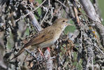 Common Grasshopper-Warbler