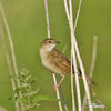 Common Grasshopper-Warbler