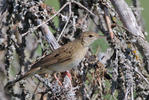 Common Grasshopper-Warbler