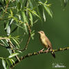 Common Grasshopper-Warbler