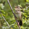 Common Grasshopper-Warbler