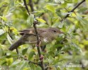 Common Grasshopper-Warbler