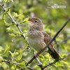 Common Grasshopper-Warbler