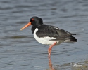 Common Oystercatcher