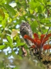 Common Potoo