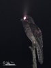 Common Potoo