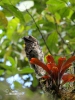 Common Potoo