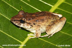 Common rain frog
