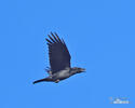 Common Raven