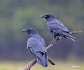 Common Raven