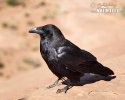 Common Raven