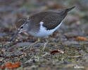Common Sandpiper
