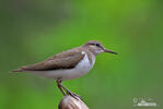 Common Sandpiper