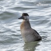 Common Scoter