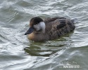 Common Scoter