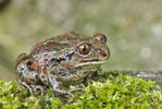 Common Spadefoot